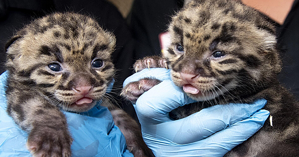 Cuteness Alert: Zoo Miami Shows Off Clouded Leopard Kittens