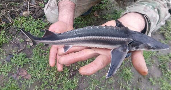 Dramatic Double Discovery Of A Fish On The Brink Of Extinction