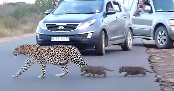 Family Captures Rare Encounter With Mama Leopard Showing Her Cubs How To Cross The Road