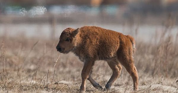 First Baby Bison Born On Wanuskewin land Since Before 1876