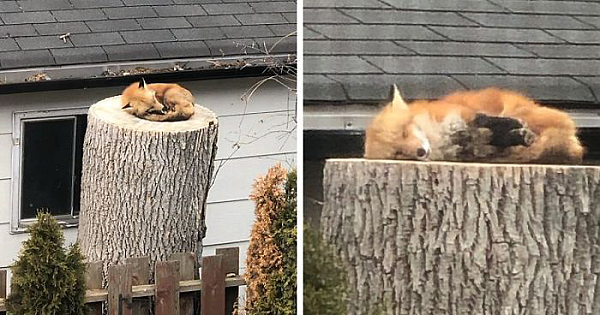 Fox Sleeping On A Tree Stump Makes The Day Of A Couple Stuck In Quarantine