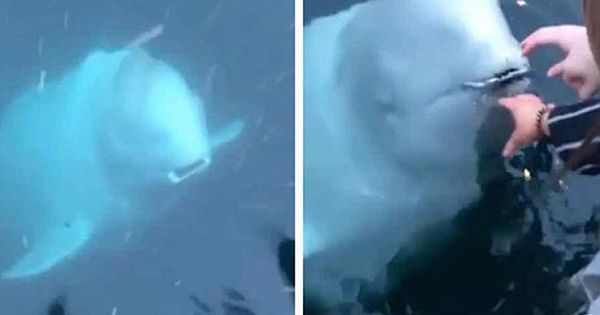 Friendly Whale Returns Phone Woman Accidentally Dropped Into Sea
