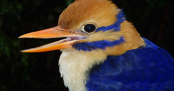 'Ghost' Kingfisher Rediscovered In Pacific - Then Killed As Specimen