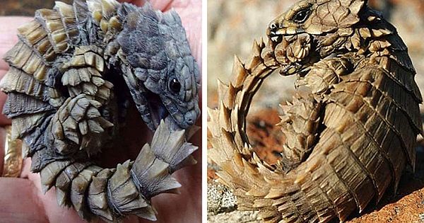 Golden Armadillo-Lizard Looks just like Mini Dragon