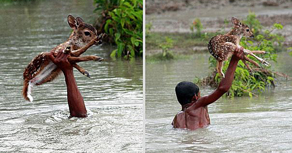 Heroic Boy Risks His Life To Save A Drowning Baby Deer