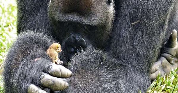 Huge Rescued Gorilla And Tiny Wild Bush Baby Share Heartwarming Moment