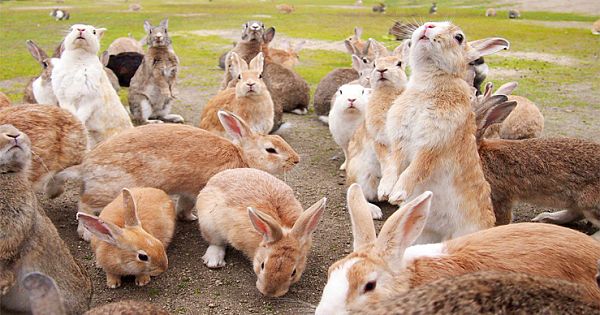 Hundreds Of Adorable Rabbits Take Over Small Island In Japan