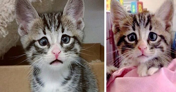Little Cat Born With Worried-Looking Eyes