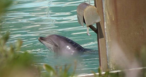 Lonely Dolphin Dies By Herself In Abandoned Aquarium Pool In Japan