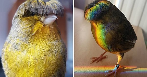 Meet Barry, A Gloster Canary With A Fabulous Bowl Cut (10 Photos)
