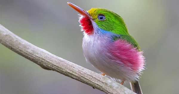 Meet Cuban Tody - One Of The Most Beautiful Birds In The World