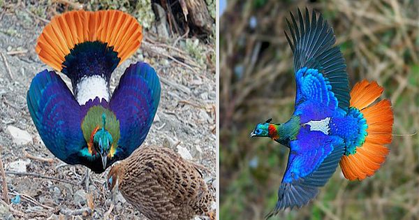 Meet Himalayan Monal – The Nine Coloured Mountain Pheasant
