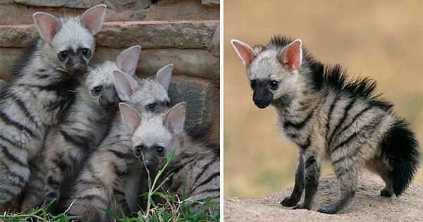 Meet Nature's Most Adorable, Best Kept Secret: The Aardwolf