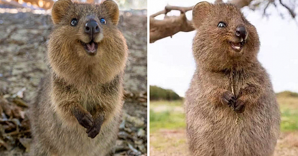Meet The Happiest Animals On Earth Named Quokkas