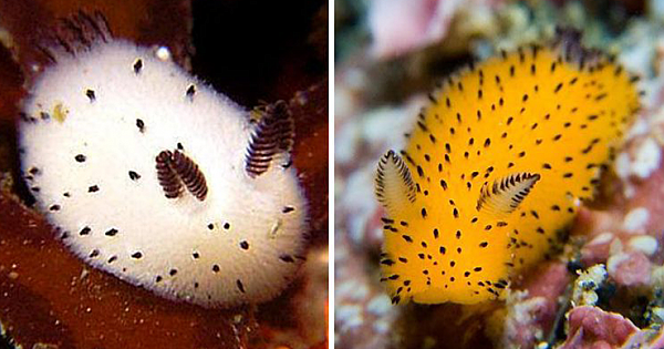 Meet The Sea Bunnies, The Strange Sea Creatures Japan Has Fallen In Love With