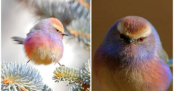 Meet The White-Browed Tit-Warbler, The Bird With A Beautiful Rainbow Coloring
