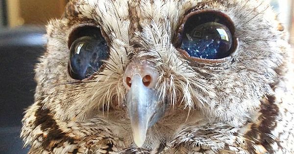 Meet Zeus: The Rescued Adorable Blind Owl With Stars In His Eyes