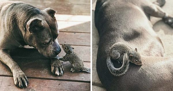 Orphaned Squirrel Meets Motherly Pit Bull And Claims Her As His Own Mom