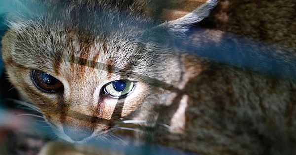 Scientists Discovered A New Cat-Fox Species Which Was Previously Believed To Be A Myth