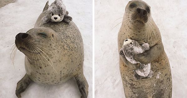 Seal Finds A Stuffed Baby Seal And Cares For It Like A Parent