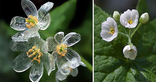 "Skeleton Flowers" Become Transparent When It Rains