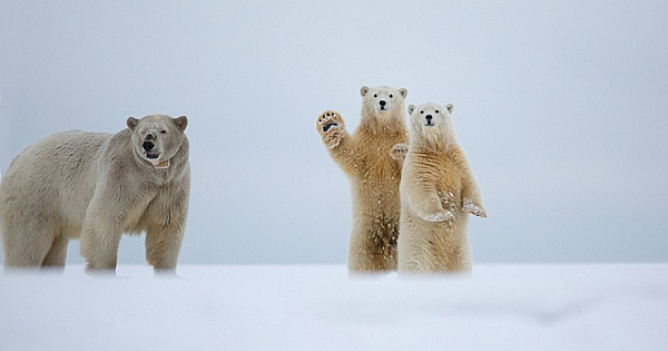 Surreal Moment  Adorable Polar Bear Appears To Wave To Photographer In Alaska