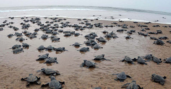 Thanks To Deserted Beaches, 100 Critically Endangered SeaTurtles Have Hatched