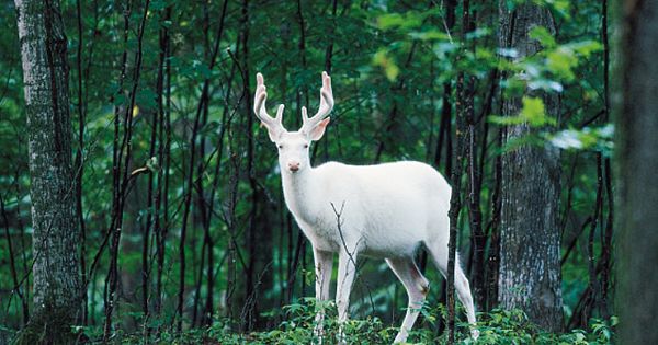 The Albino Deer Herd In Northern Wisconsin Is Quite Magical To Witness