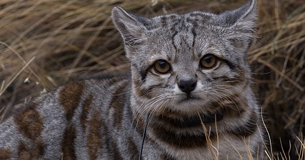 The Andean Cat Is One Of The Rarest And Least-Known Cats In The World