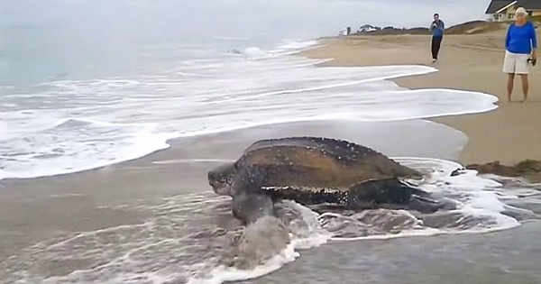 The World's Largest Sea Turtle Emerges From Ocean And Leaves Everyone Open Mouthed