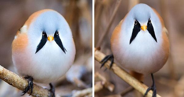 These Are Bearded Reedling Birds And They Look Like Adorable Fluffballs