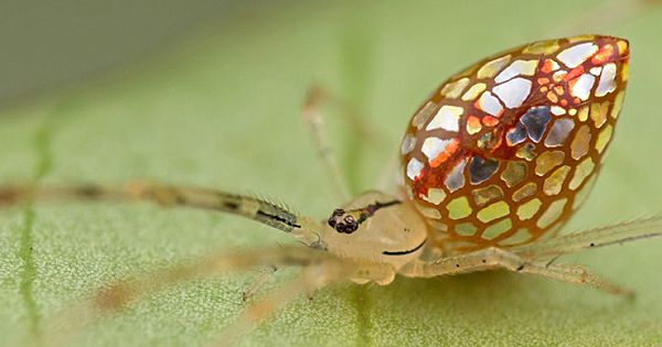These Spiders Look Like They're Covered In Mirrors