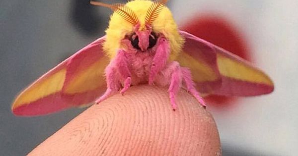 This Colorful Moth Might Just Be The World's Most Beautiful Insect. Prepare To Fall In Love!