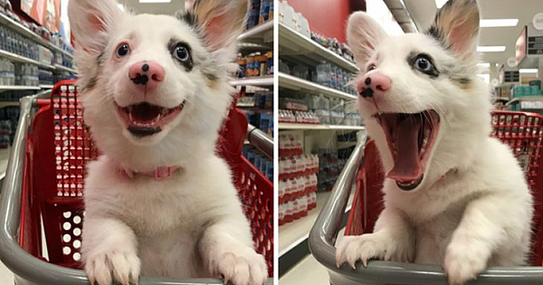 This Dog Couldn't Be Happier While 'Shopping' At Target, And Her Smiles Go Viral On Twitter