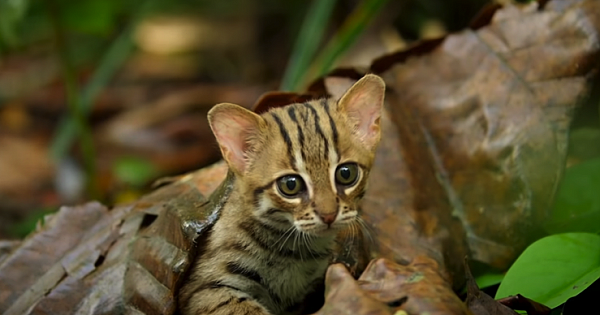 This Is The World's Tiniest Wild Cat, And It Might Be The Cutest Thing You'll See Today