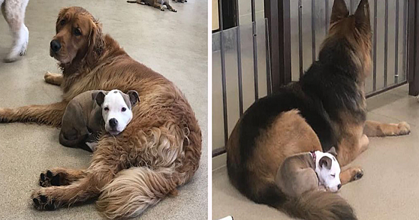 This Puppy Always Bonds With The Fluffiest Dogs At Day Care So She Can Use Them As A Pillow