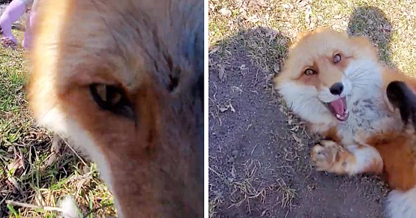 This Sneaky Fox Steals A Woman's Phone, Runs Away While It's Still Recording, Tries To Bury It