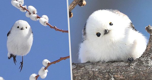 Tiny Birds That Look Like Flying Cotton Balls Live On Japanese Island