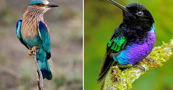 Top 10 Birds Of The Week: April 2020