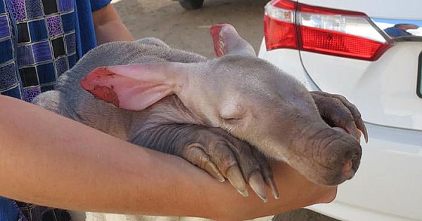 Truck Driver Finds The Tiniest Orphaned Aardvark Hiding Behind His Tires
