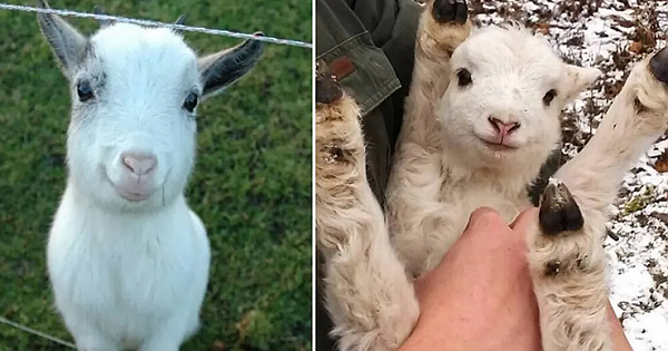 Turns Out, Goats Can Recognize Human Emotions And Are Attracted To Smiling And Happy Faces