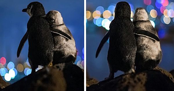 Two Widowed Penguins Pictured Enjoying The Melbourne Skyline Together