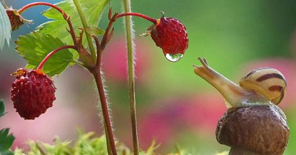 Ukrainian Photographer Captures a Magical World of Snails in Incredible Macro Shoot