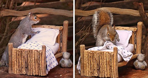Woman Makes An Adorably Tiny Bed For Squirrels In Her Garden