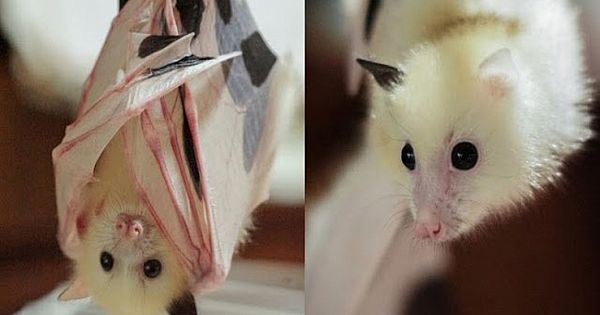 World Rarest Bat: Meet Very Unique Rescued Grey Headed Flying Fox