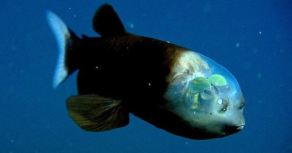 You Can Literally See Through the Head of This Fascinating Fish