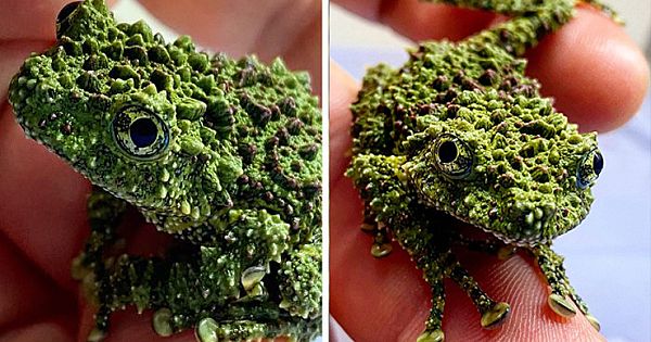 10 Photos Of Masters Of Disguise – Mossy Frogs