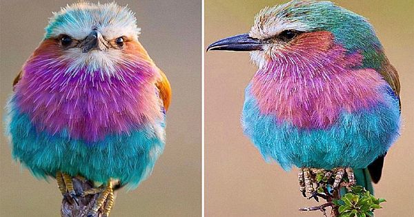 11 Interesting Facts About Strikingly Colorful Bird Lilac-Breasted Roller