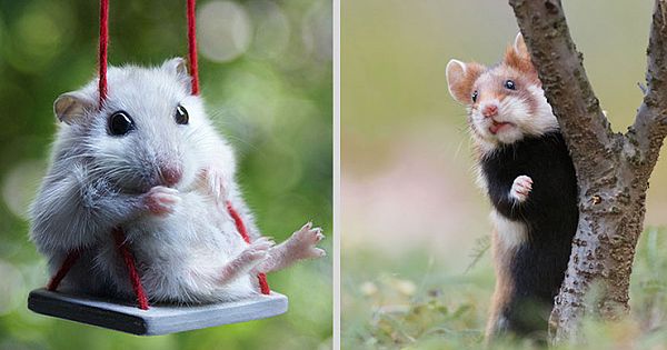 15 Adorable Hamster Photos Will Make Your Day Better