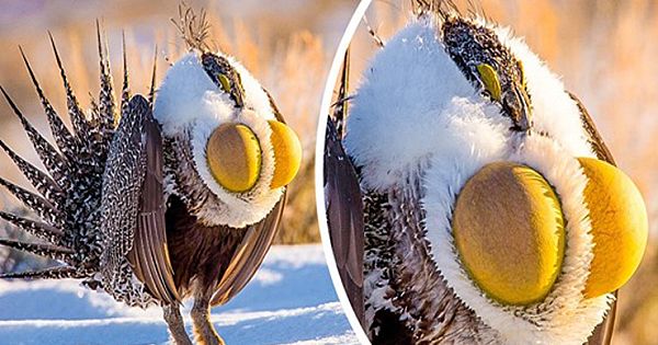 15 Times Nature Wanted To Amaze Everyone But Got Bit Carried Away